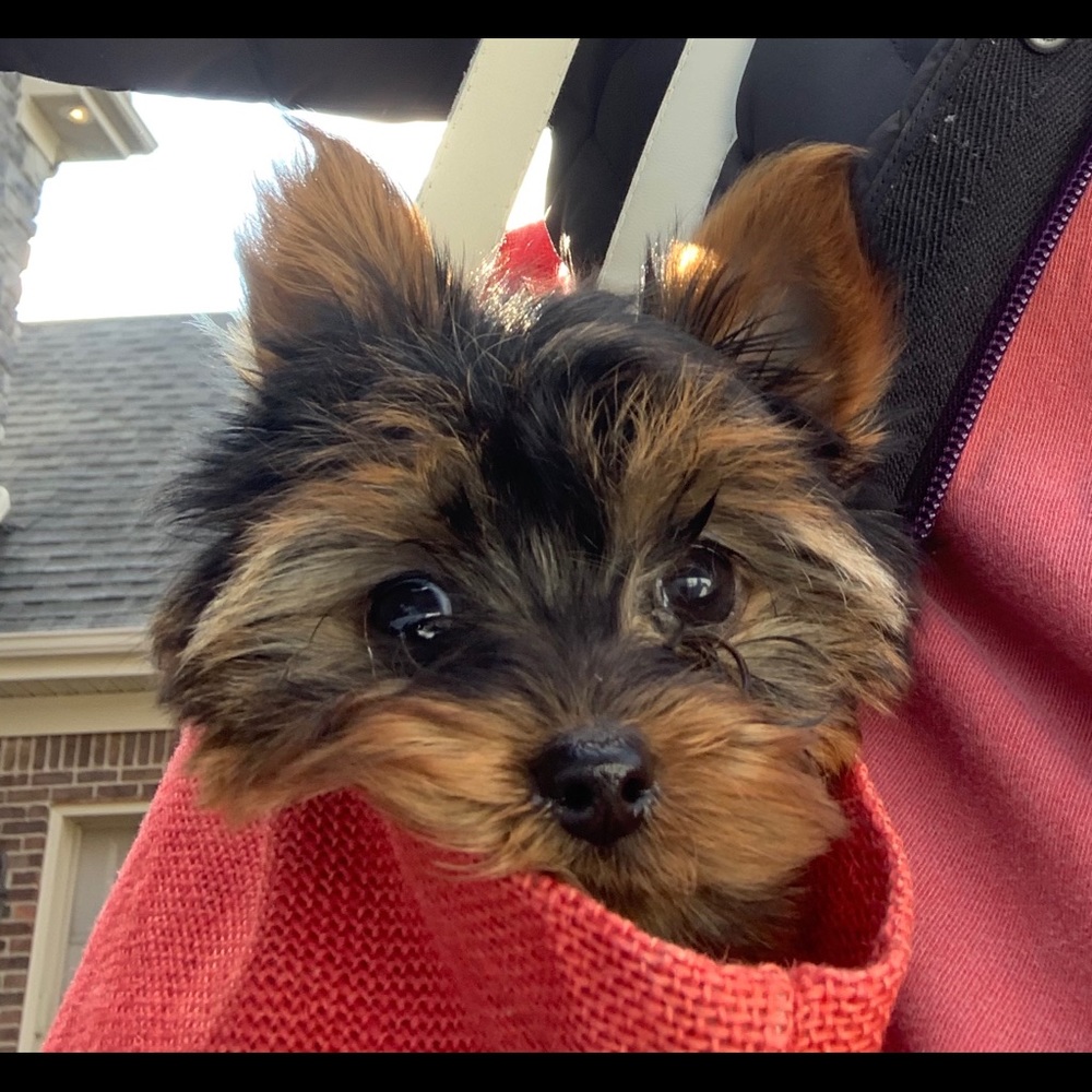 Meet your Posher, Bailey